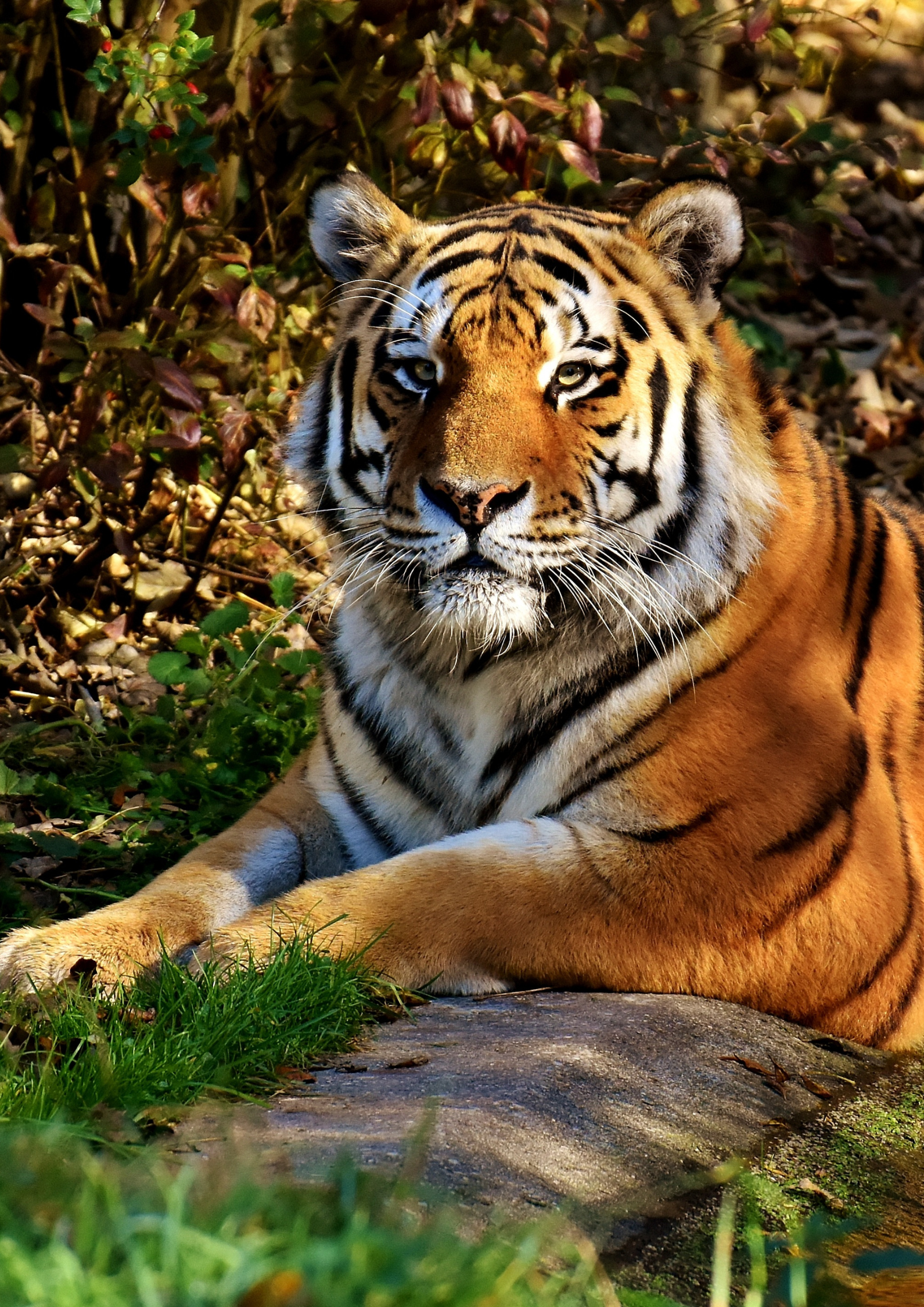 WILDLIFE